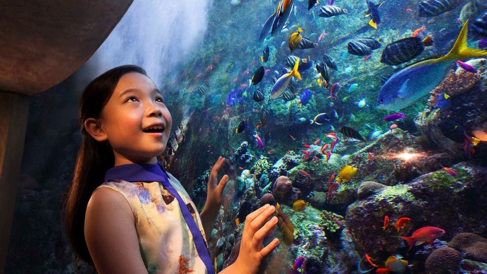 Child marveling at colorful fish in Atlas The Lost Chambers Aquarium.