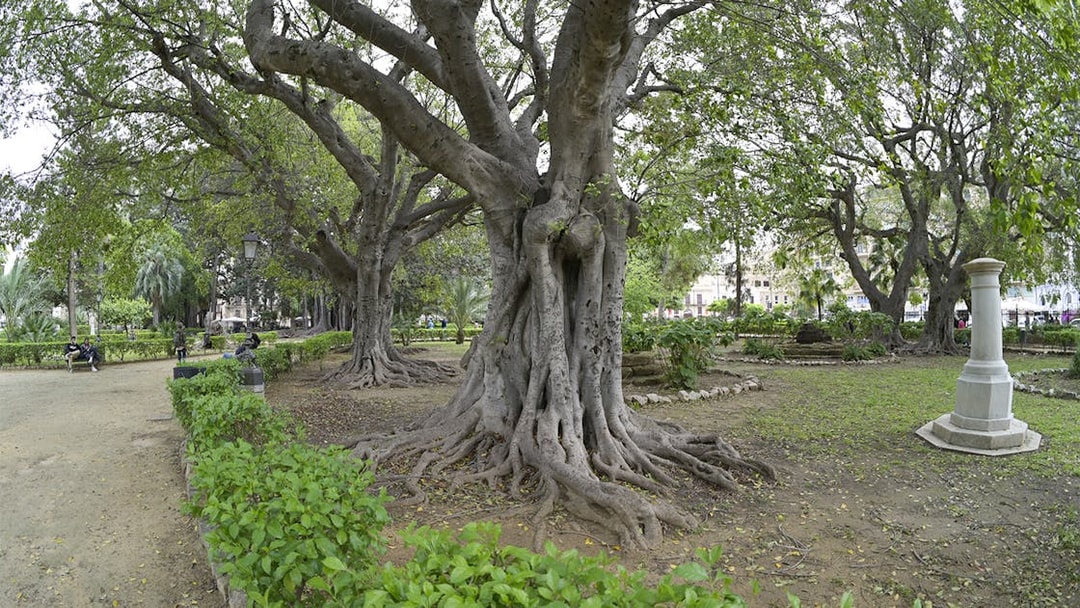 Orto Botanico garden with large trees and pathways, Palermo, Italy.