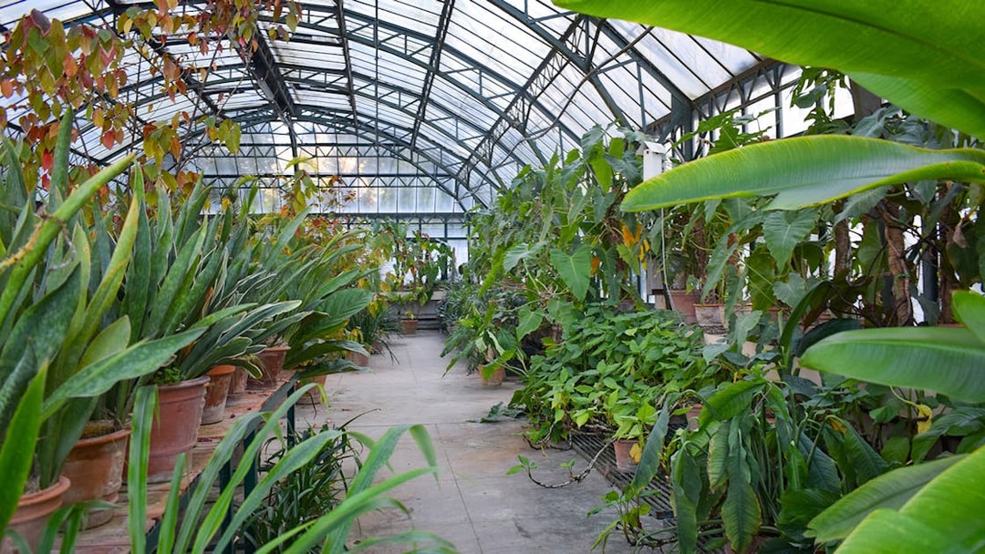 Greenhouse with tropical plants at Orto Botanico di Palermo, Italy.
