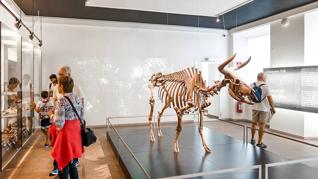 Skeleton exhibit at the National Museum of Denmark with visitors observing displays.