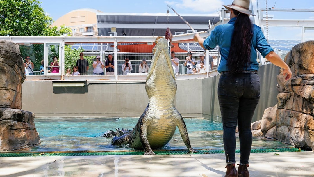 Saltwater crocodile leaping for food during feeding show at Crocosaurus Cove.