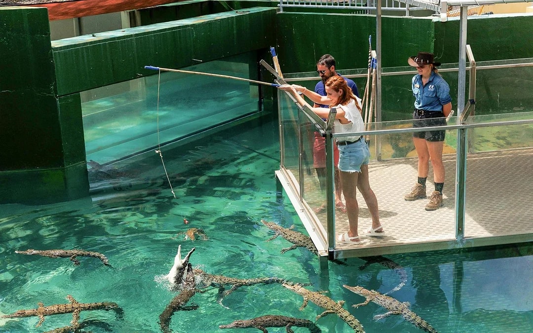 Combo: Darwin Hop-on Hop-off Bus Tour + Crocosaurus Cove Tickets + RFDS Facility Tickets Image 10