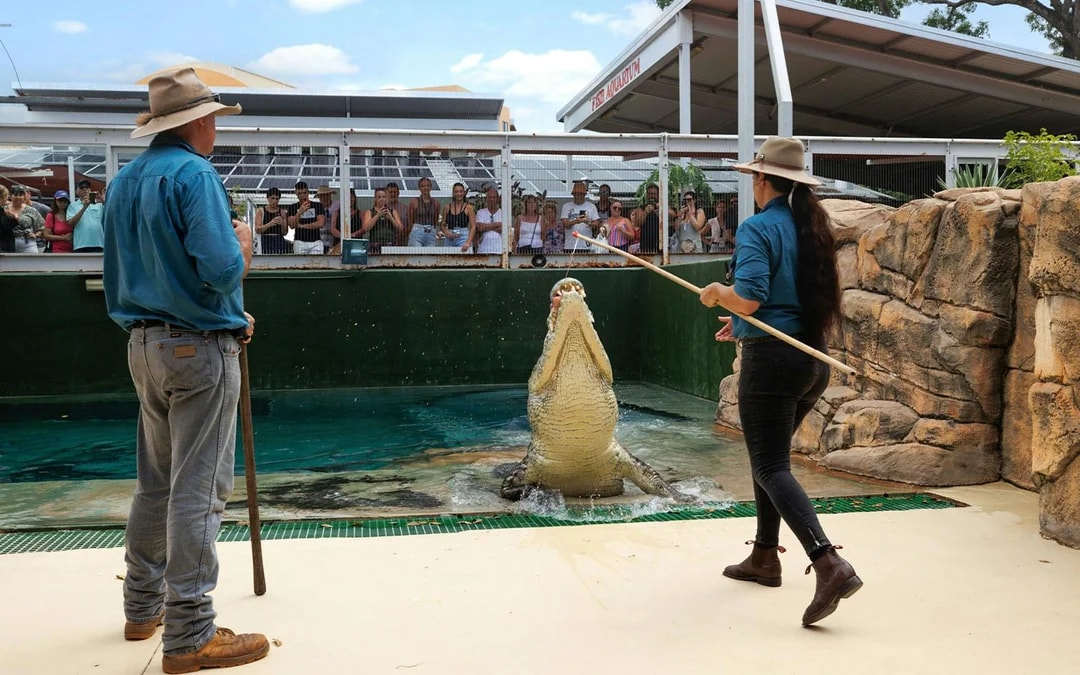 Combo: Darwin Hop-on Hop-off Bus Tour + Crocosaurus Cove Tickets + RFDS Facility Tickets Image 4