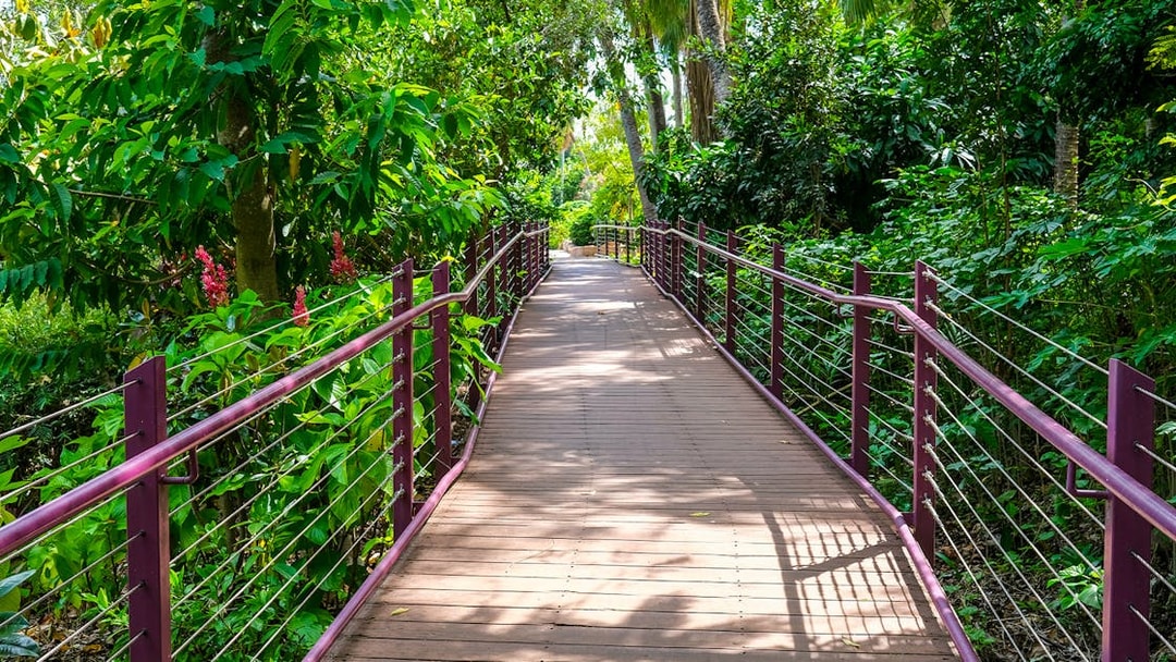 Wooden walkway through lush greenery at Crocosaurus Cove, Darwin.