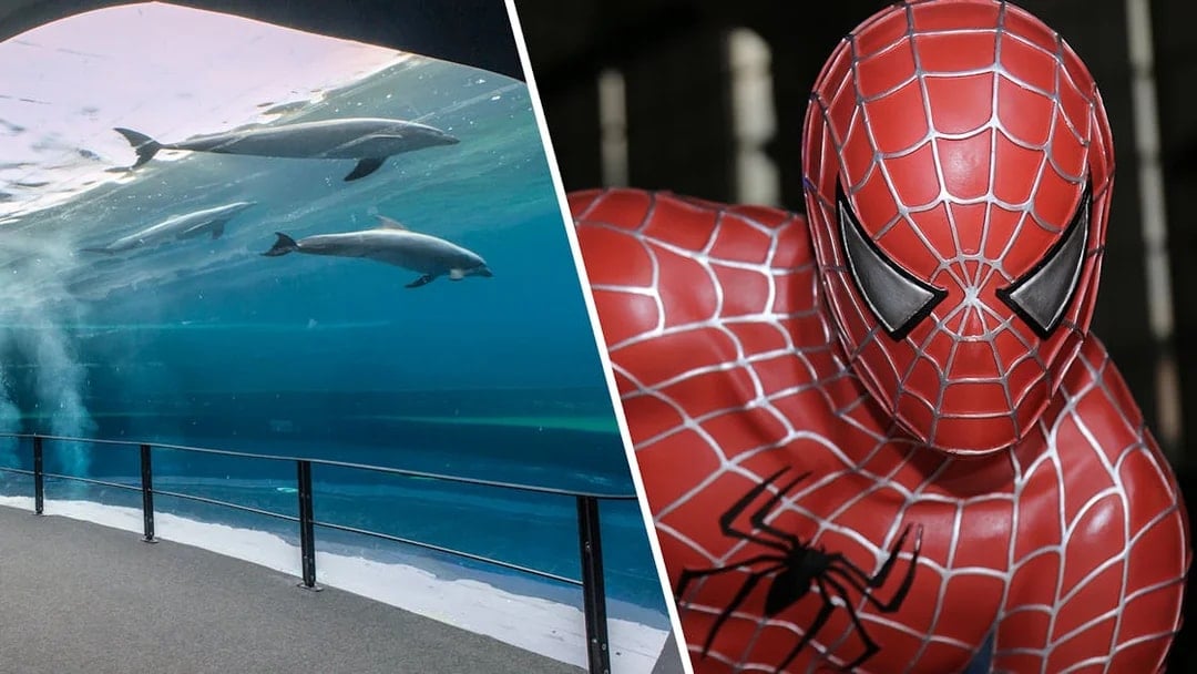 Dolphins swimming at Genoa Aquarium and superhero figure at Fantacinema Museum.