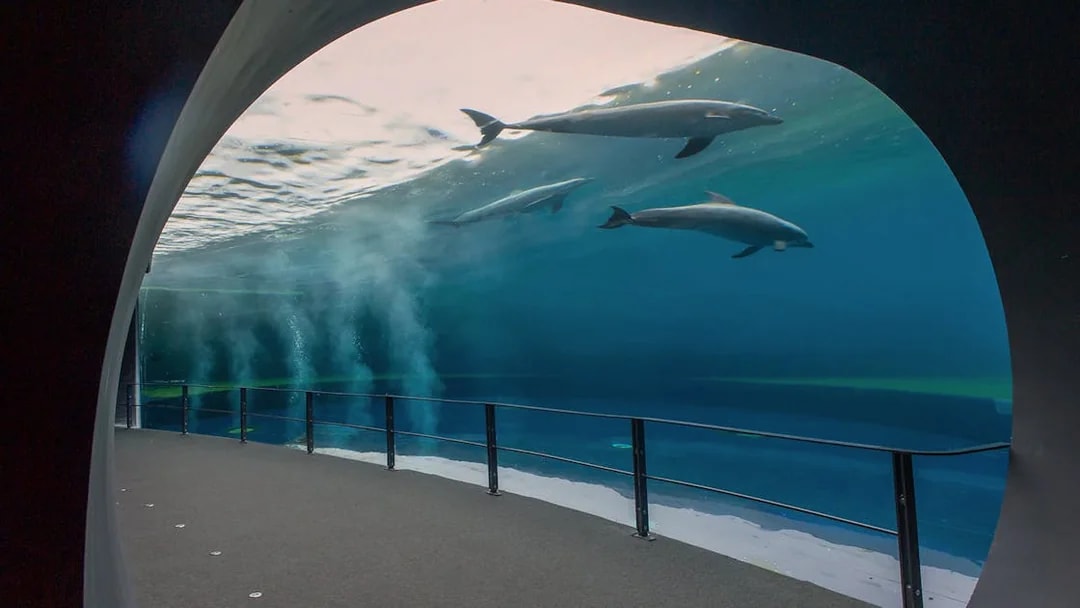 Dolphins swimming in a large tank at Genoa Aquarium, Italy.