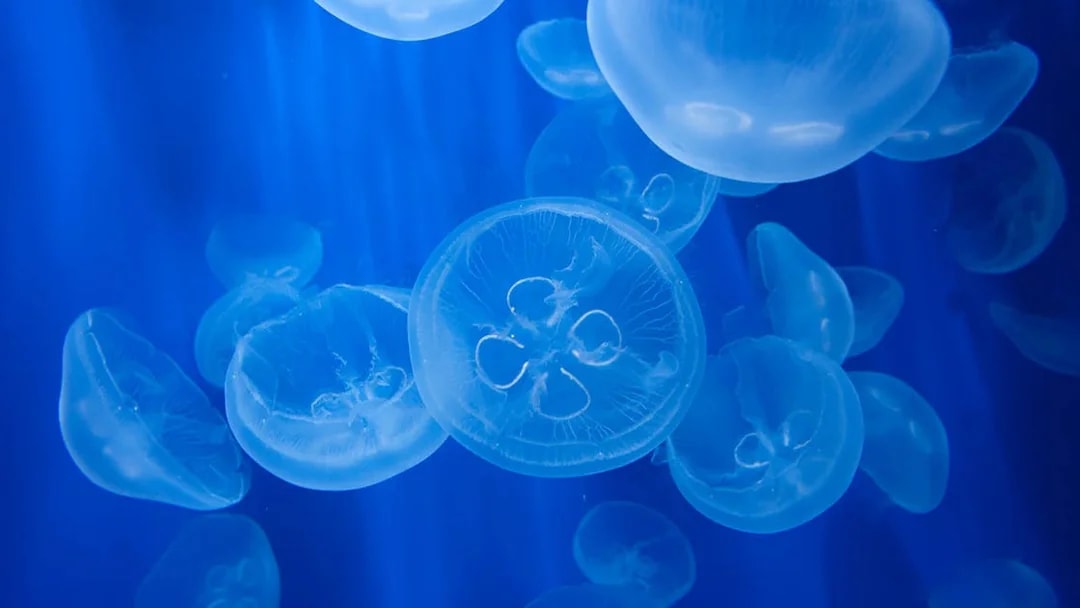 Jellyfish swimming in a blue tank at Genoa Aquarium, Italy.