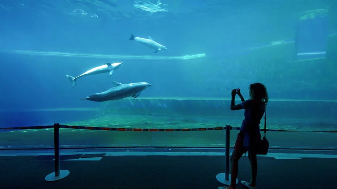 Dolphins swimming in a large tank at Genoa Aquarium with a visitor taking photos.