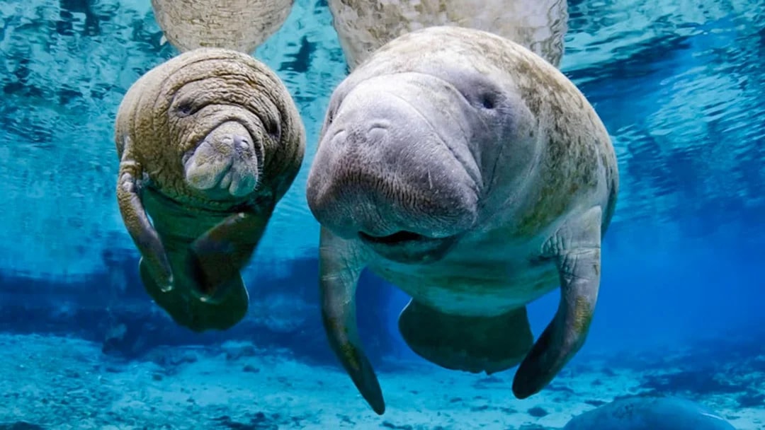 Manatees swimming underwater at Genoa Aquarium.