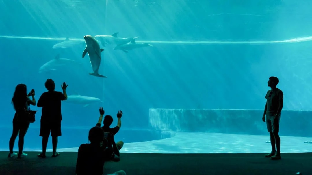Visitors watching dolphins at Genoa Aquarium, part of the Combo: Genoa Aquarium + Lighthouse tour.