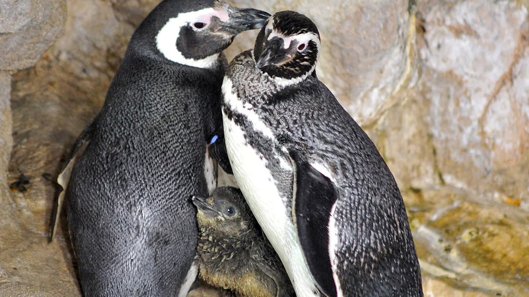Penguins with chick at Genoa Aquarium exhibit.