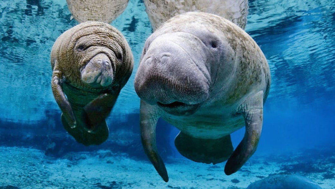 Manatees swimming underwater at the Aquarium of Genoa.
