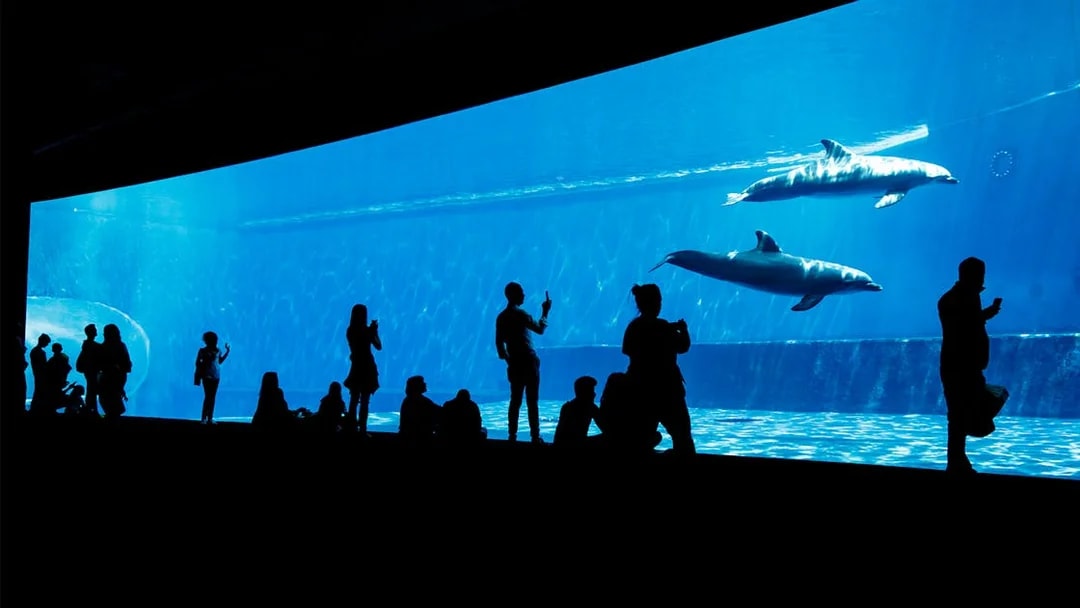 Visitors watching dolphins at Genoa Aquarium during City Sightseeing Hop-On Hop-Off Genoa Tour.