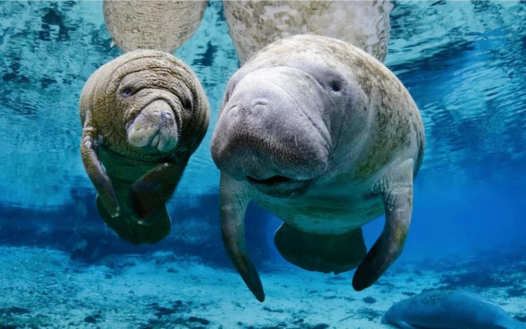 Combo: Genoa Aquarium Tickets + Pelagos Sanctuary Whale Watching Cruise Image 7