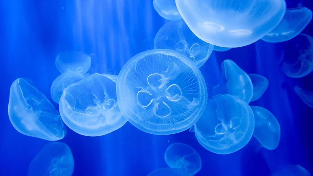 Jellyfish swimming at Acquario di Genova, part of Città dei Bambini e dei Ragazzi.