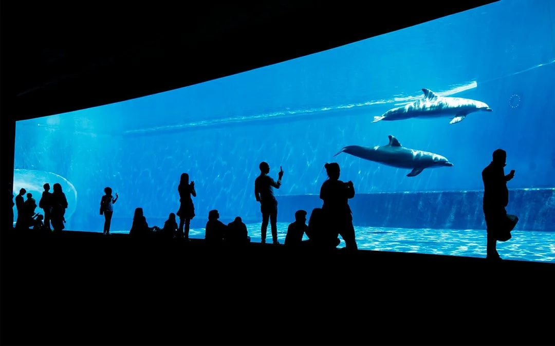 Combo: Genoa Aquarium Tickets + Pelagos Sanctuary Whale Watching Cruise Image 8