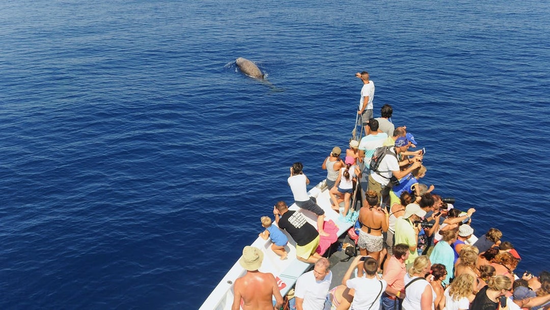 Tourists on a boat watching a whale near the Aquarium of Genoa.