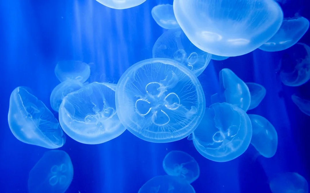 Combo: Genoa Aquarium Tickets + Pelagos Sanctuary Whale Watching Cruise Image 9