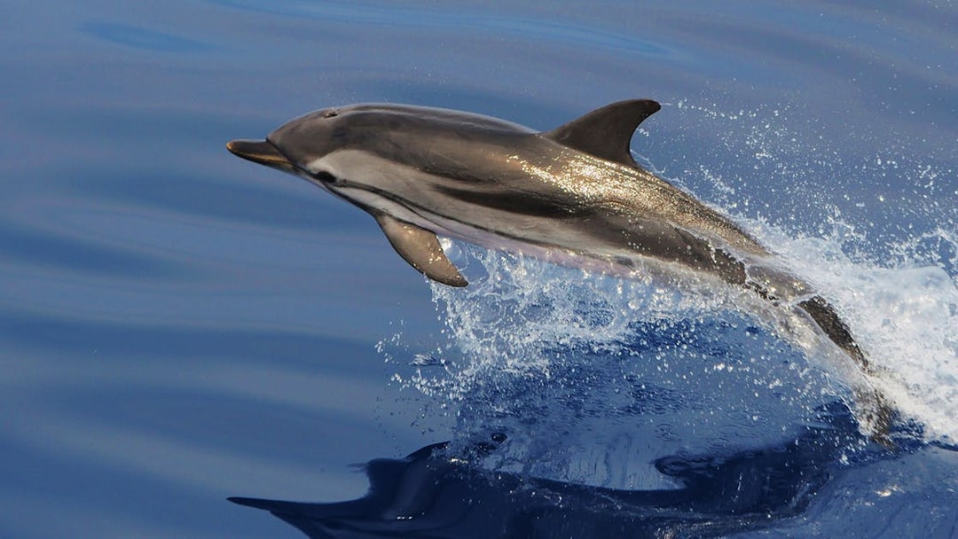 Dolphin leaping from the water during a whale watching tour near Genoa.