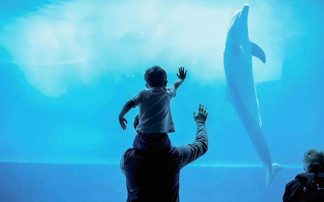 Combo: Genoa Aquarium Tickets + Pelagos Sanctuary Whale Watching Cruise Image 1
