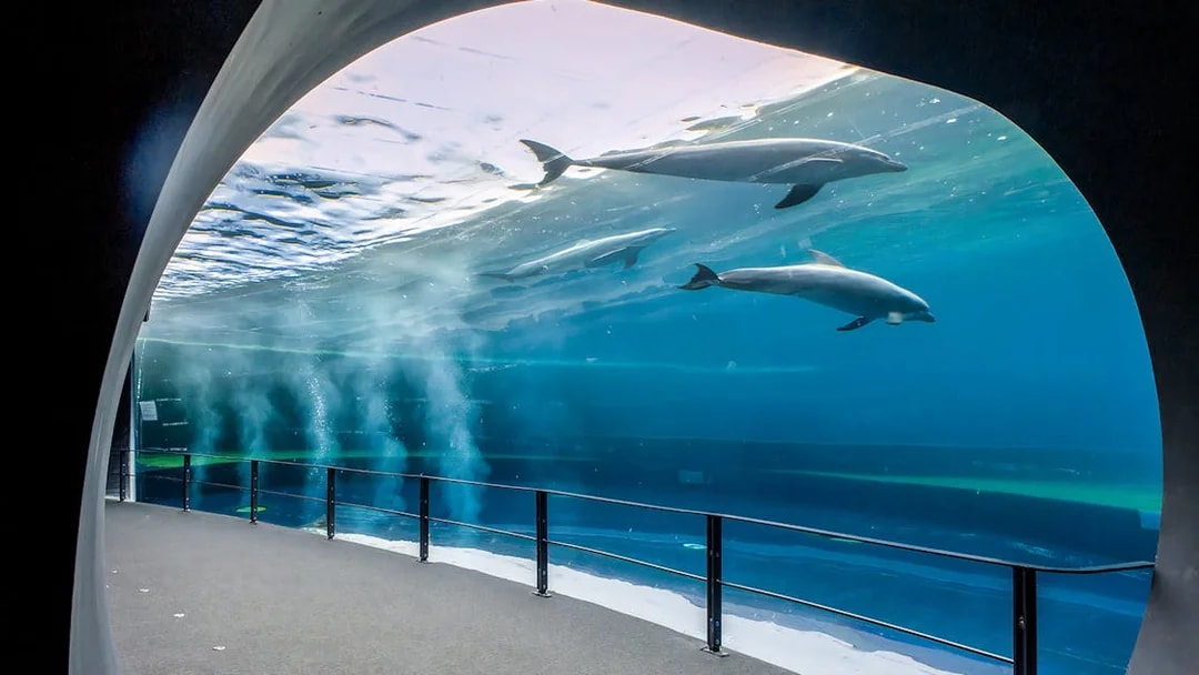 Dolphins swimming in a large tank at the Aquarium of Genoa.