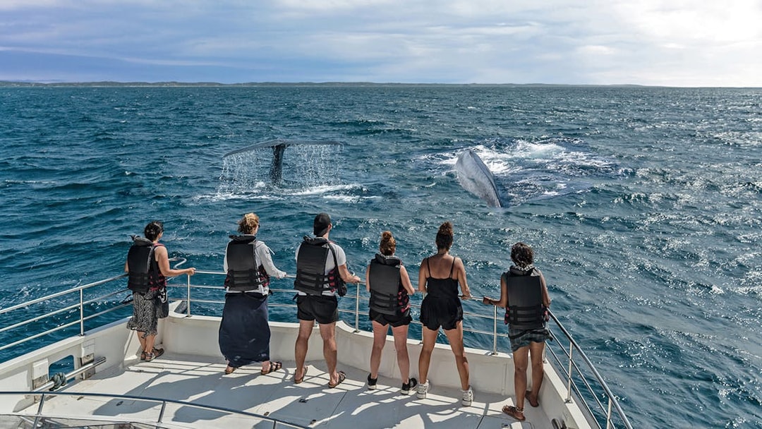 Tourists on a boat watching whales in the sea near Genoa.