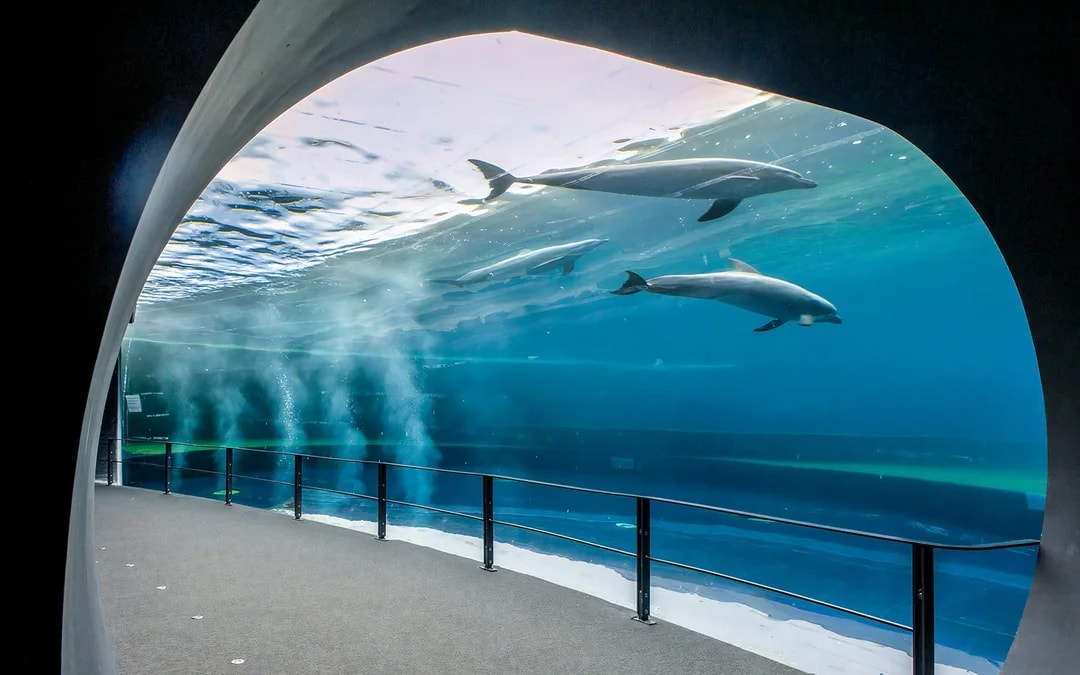 Combo: Genoa Aquarium Tickets + Pelagos Sanctuary Whale Watching Cruise Image 3