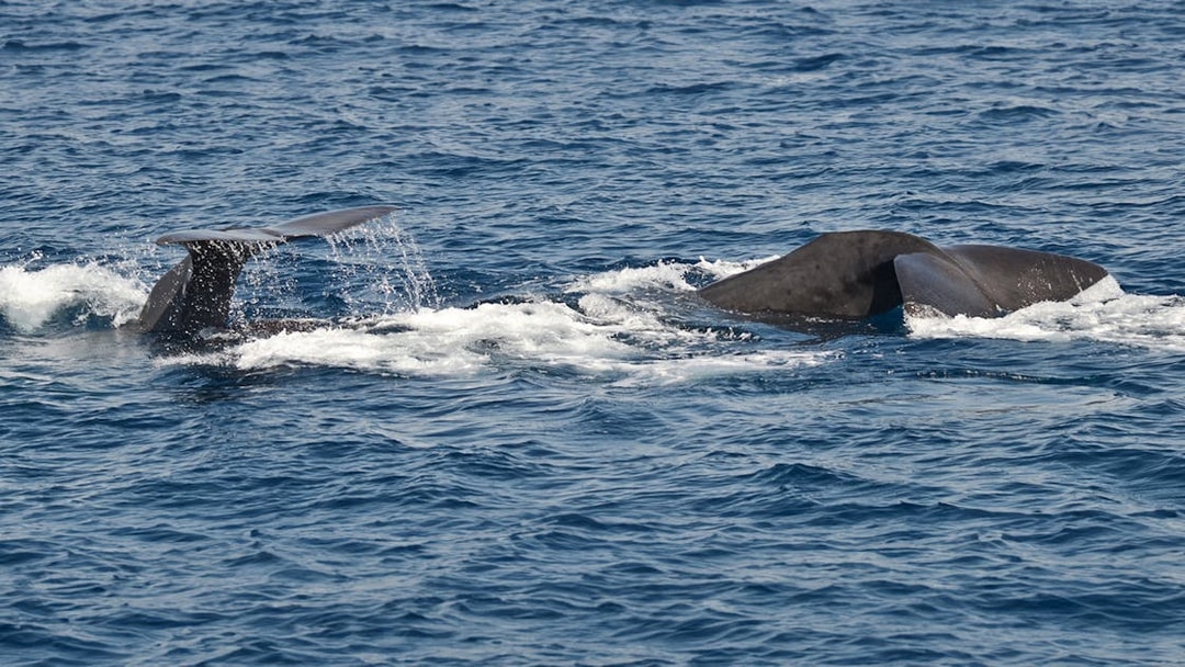 Whale tails emerging from the sea during a whalewatching tour near Genoa.