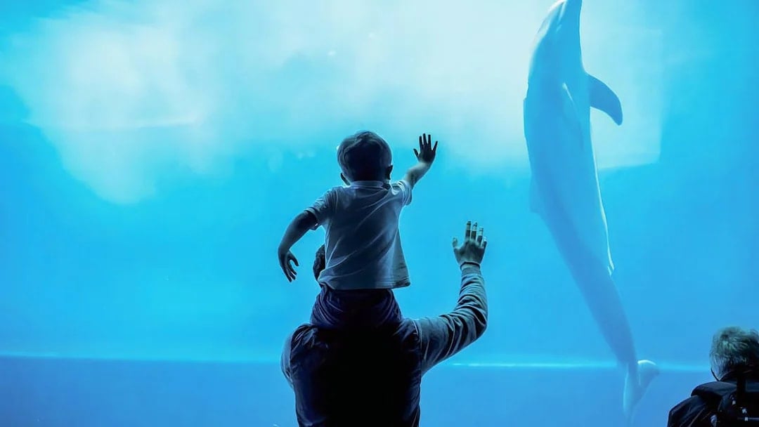 Combo: Genoa Aquarium Tickets + Pelagos Sanctuary Whale Watching Cruise