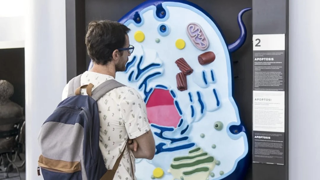 Visitor examining a cell model exhibit at the Science Museum in Valencia.