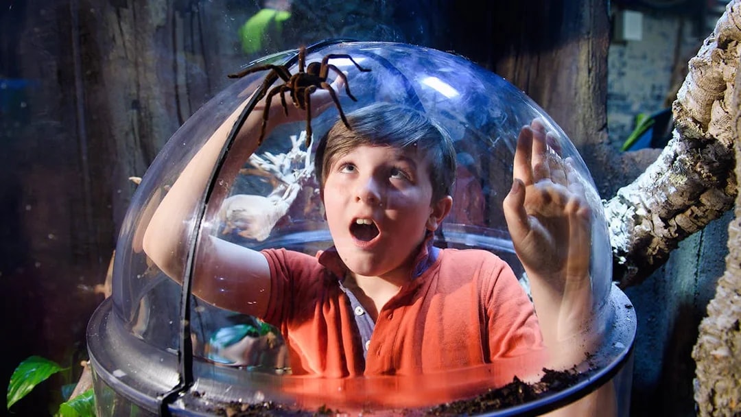 Child observing a tarantula through a glass dome at SEA Life London.
