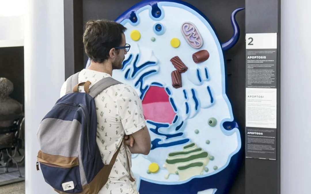 Combo: Oceanogràfic + Science Museum + Hemisfèric Tickets Image 8