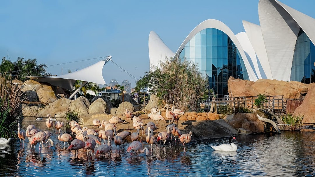 Flamingos and swans in a pond at Oceanogràfic Valencia with modern architecture in the background.