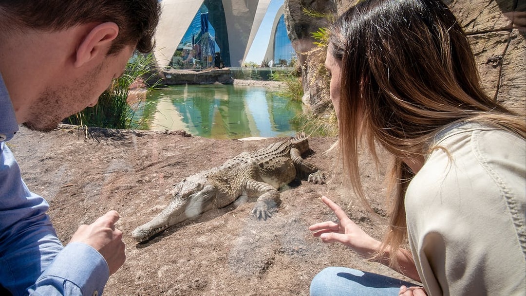 Visitors observing a crocodile at Oceanogràfic Valencia with modern architecture in the background.
