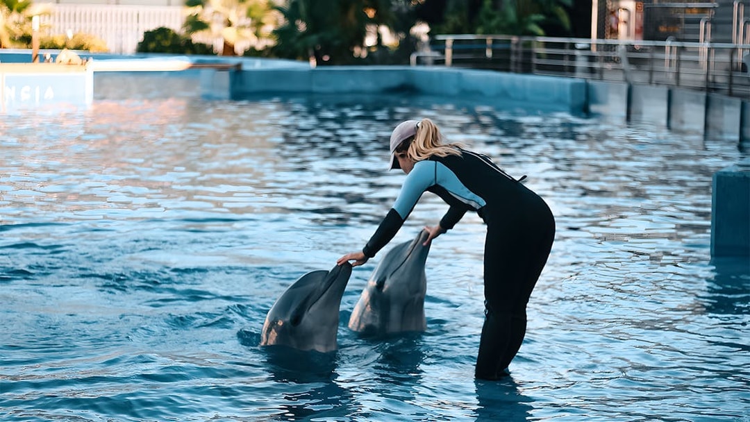 Trainer interacting with dolphins at Oceanografic Valencia show.