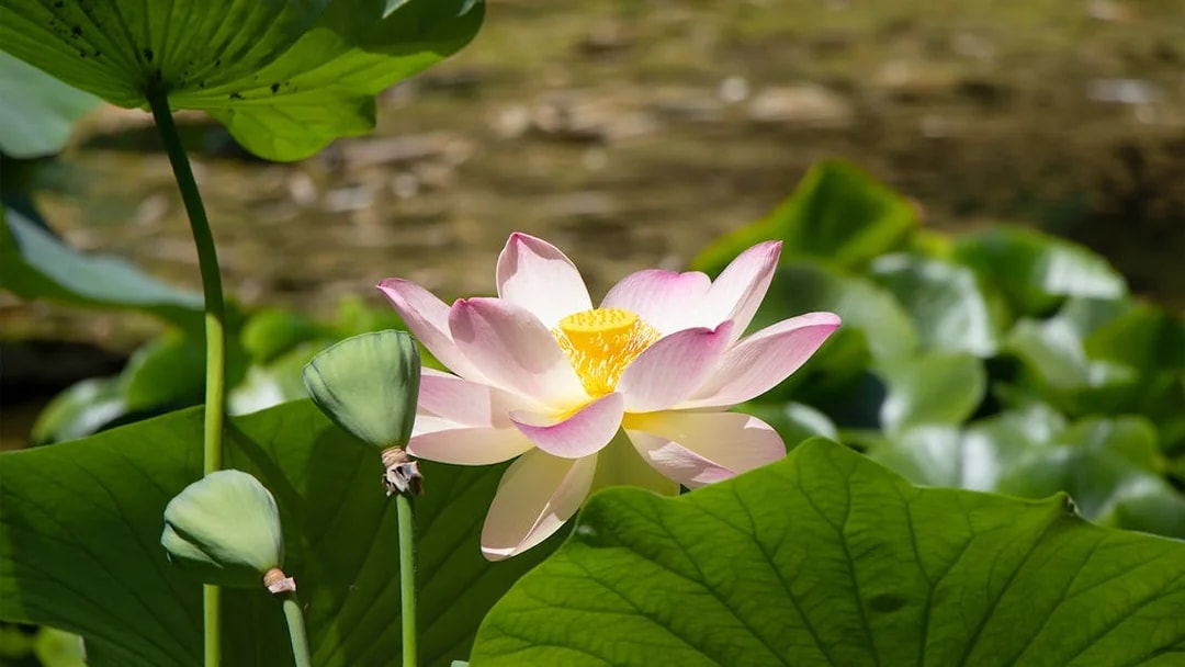 Lotus flower in bloom at Orto Botanico, surrounded by green leaves.