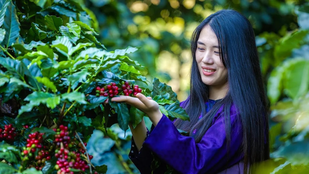 Woman examining ripe coffee cherries on a coffee farm.