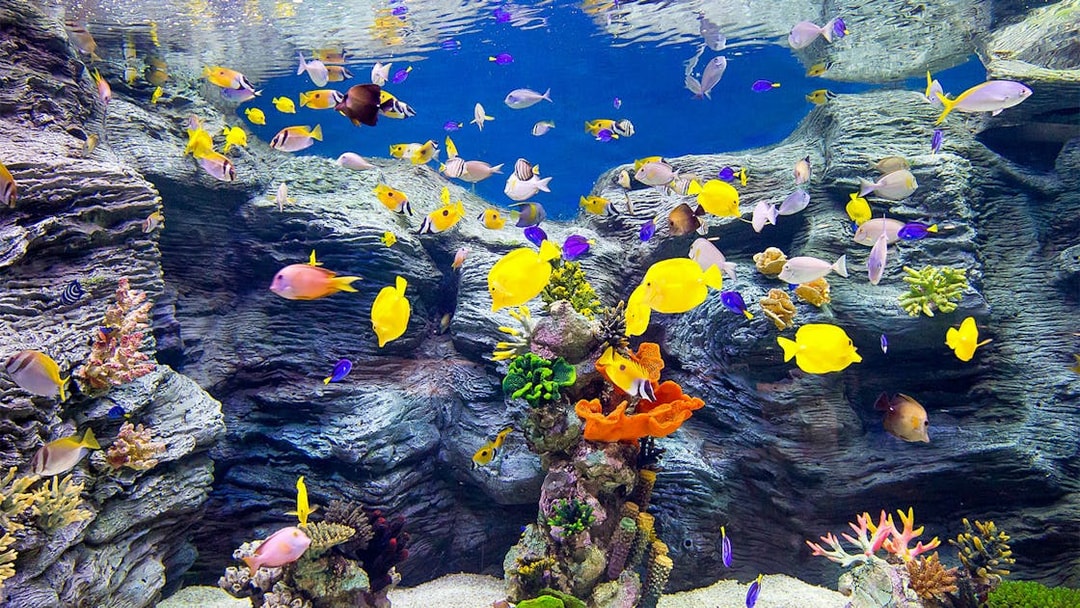 Colorful tropical fish swimming in an aquarium at Lotte World, Seoul.