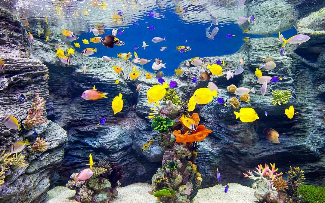 Combo (Save 26%): Lotte World + Seoul Sky Observatory Tickets Image 7