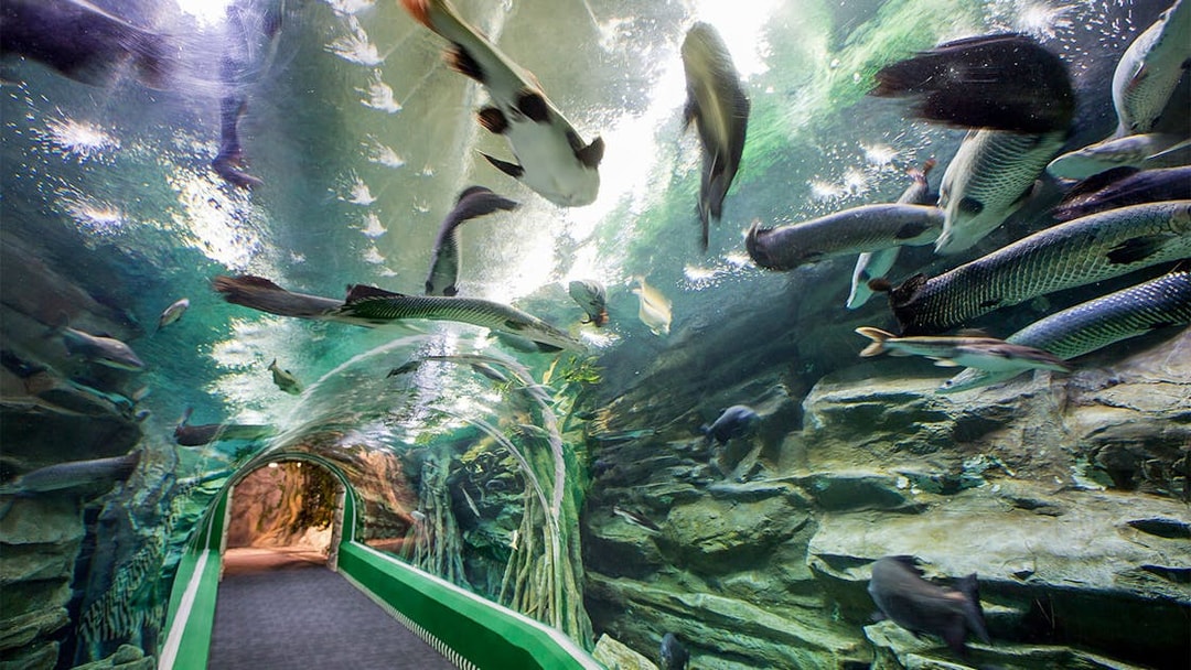 Underwater tunnel with fish at Lotte World Aquarium, Seoul.