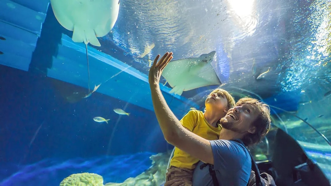 Father and child observing rays at Dubai Aquarium & Underwater Zoo.