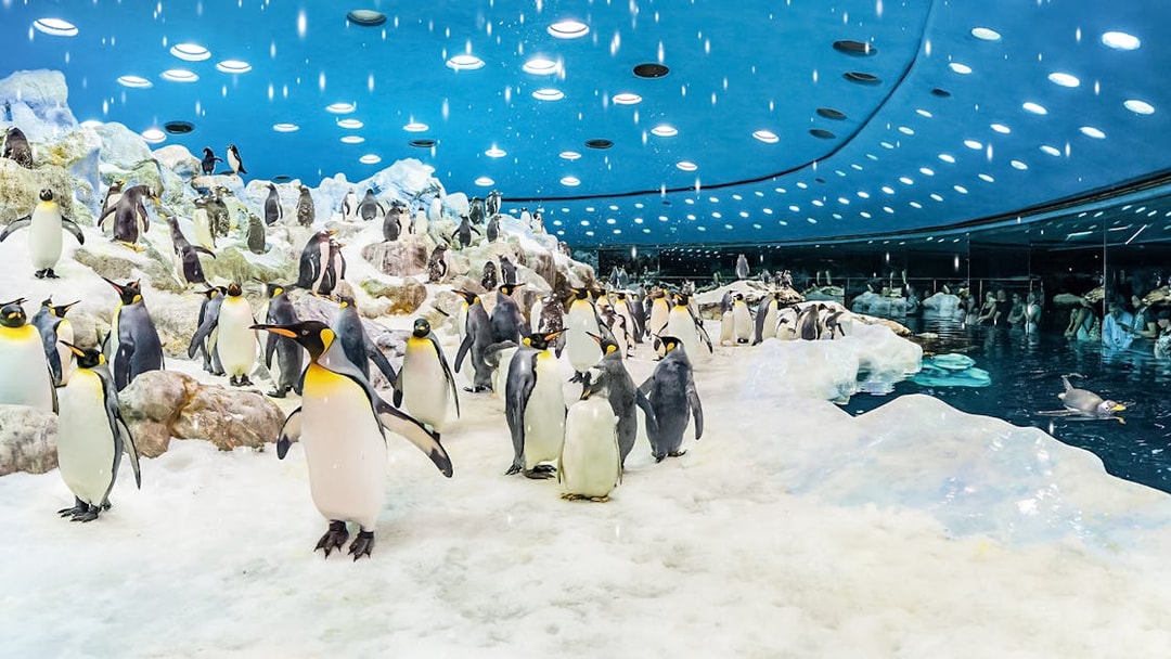 Penguins in icy enclosure at Loro Park, Tenerife.