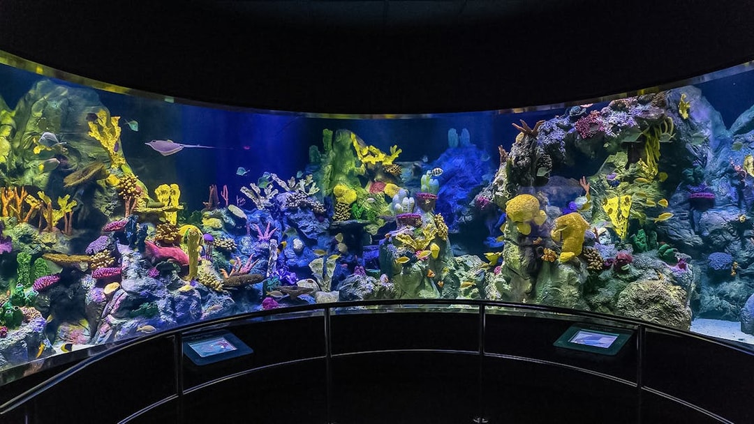 Aquarium with colorful coral and fish at Loro Park, Canary Islands.