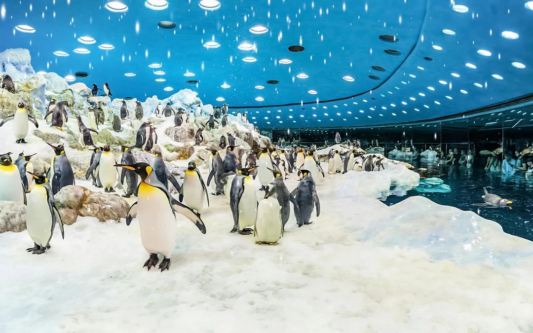 Combo: Siam Park + Loro Parque Entry Tickets Image 11