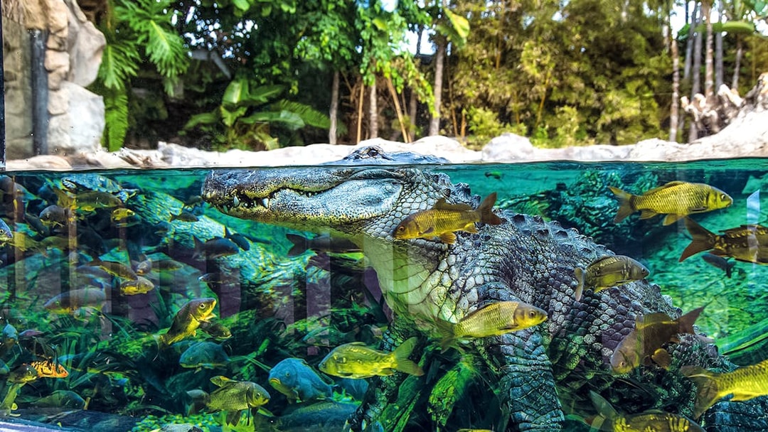 Crocodile swimming with fish at Loro Park, Tenerife.