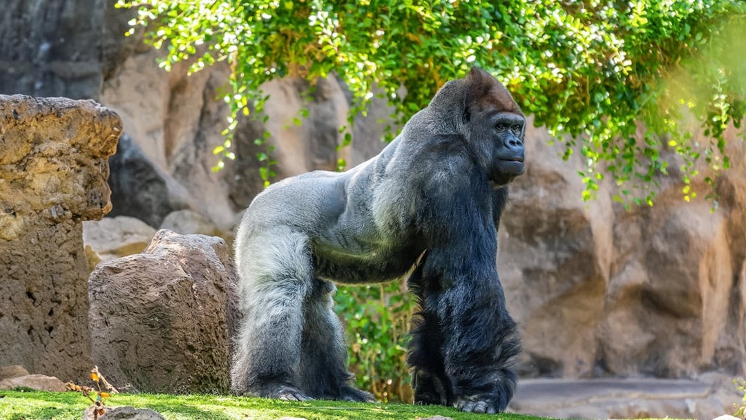 Gorilla standing on grass at Loro Park, Tenerife.