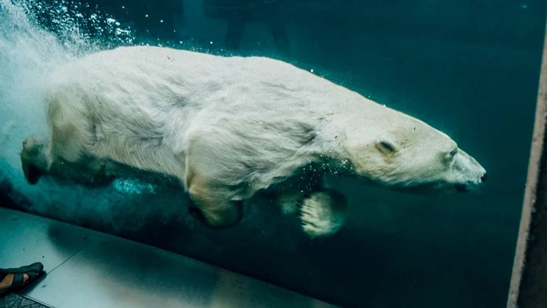Polar bear swimming underwater at Copenhagen Zoo, part of the Copenhagen Card attractions.