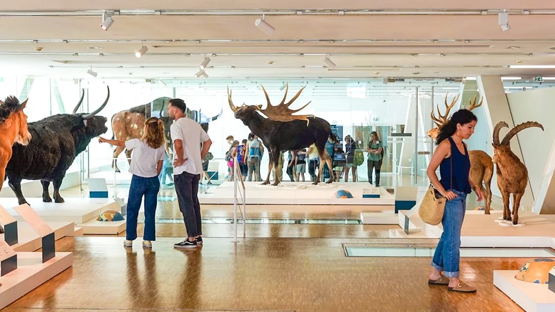 Visitors exploring animal exhibits at Cosquer Cave in Marseille.