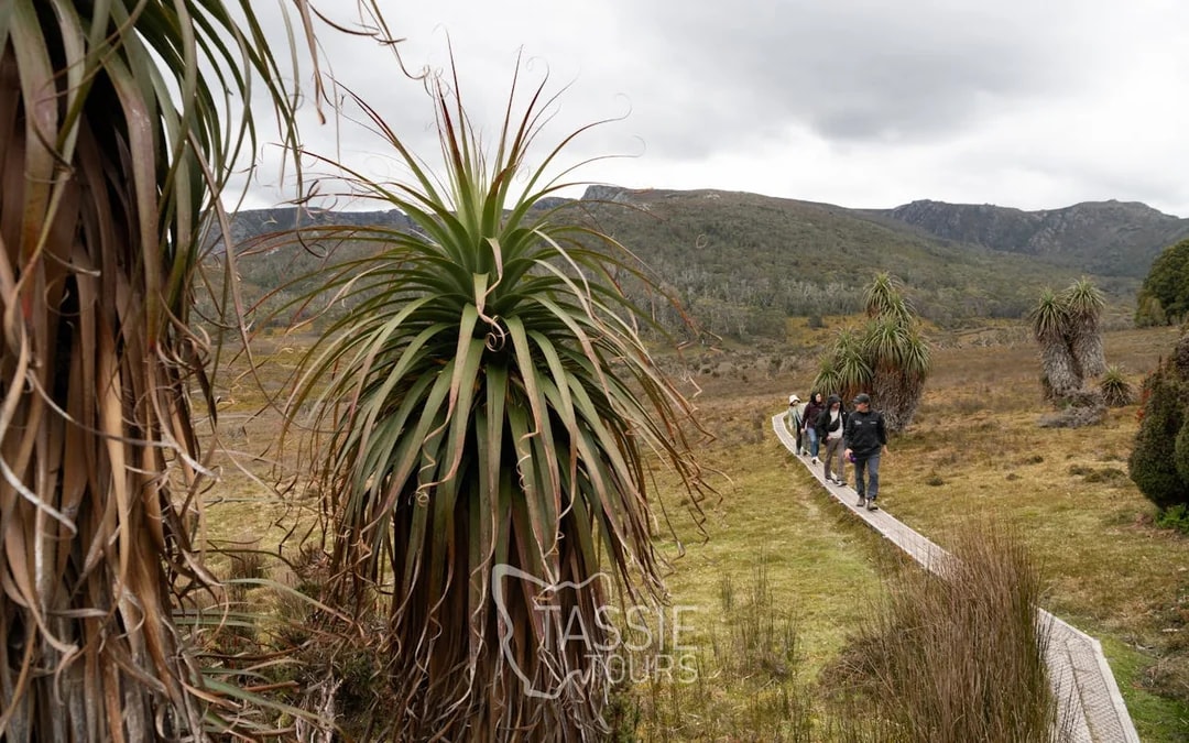 Cradle Mountain Explorer: Hobart to Launceston Image 5