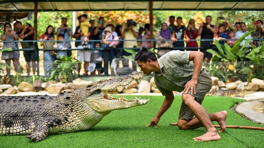 Trainer interacting with a crocodile at Crocodile Adventureland Langkawi, with visitors watching.